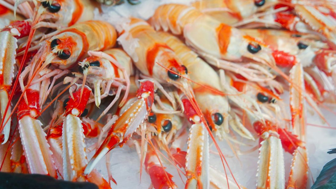 Shrimp & Prawns