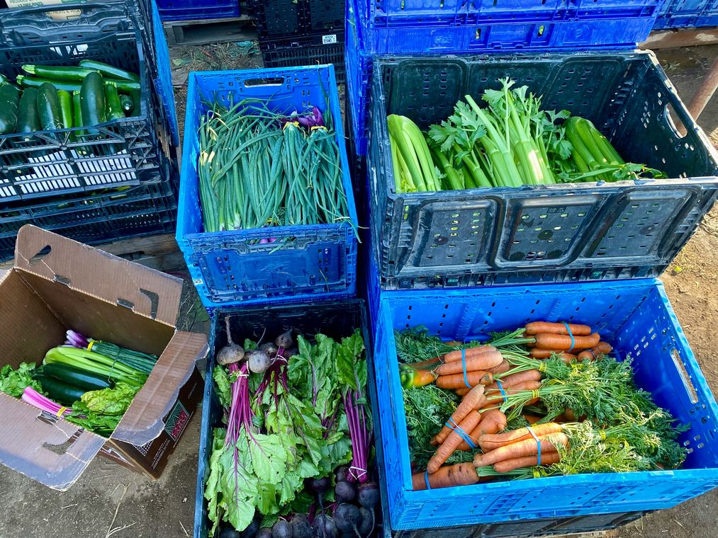 Fresh Vegetables